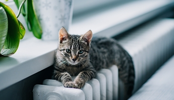 chat radiateur 350