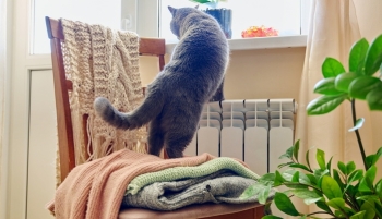 Chat sur un radiateur